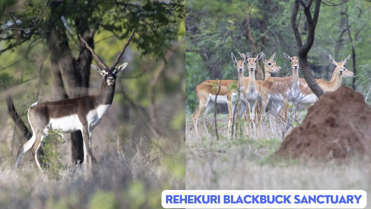 rehekuri blackbuck sanctuary