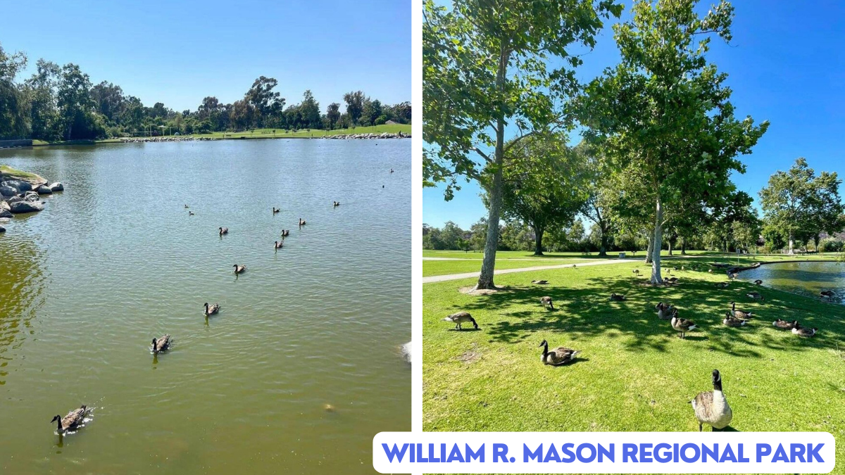 William R. Mason Regional Park