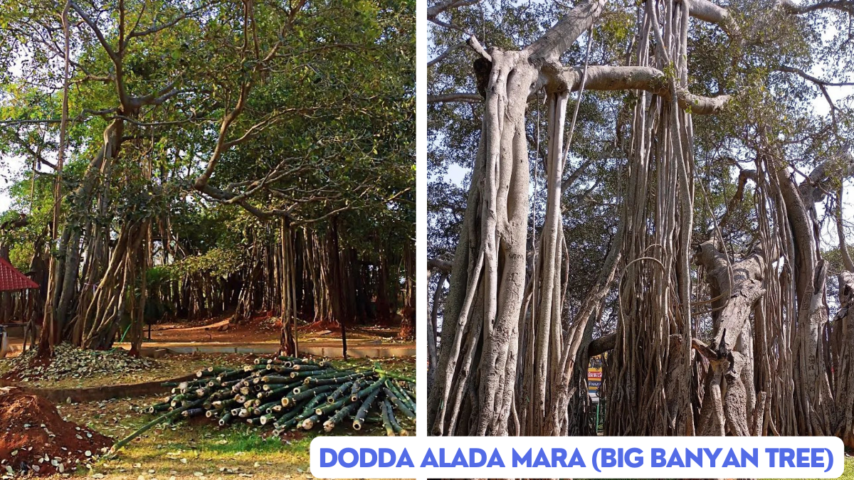 Dodda Alada Mara (Big Banyan Tree)