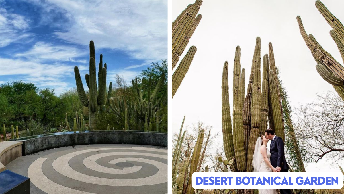 Desert Botanical Garden