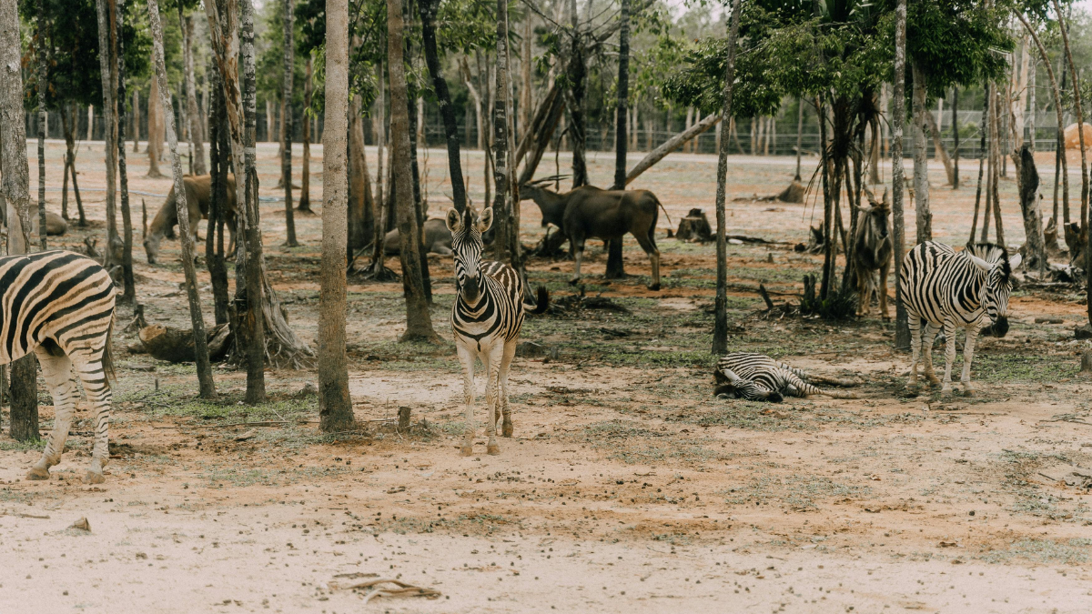 Yala National Park